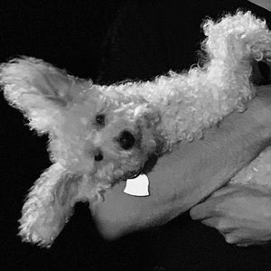 Meet your Posher, Jake